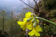 Monte Zucco (Direttissima / Sentiero Panoramico) da San Pellegrino Terme il 22 aprile 2016  - FOTOGALLERY